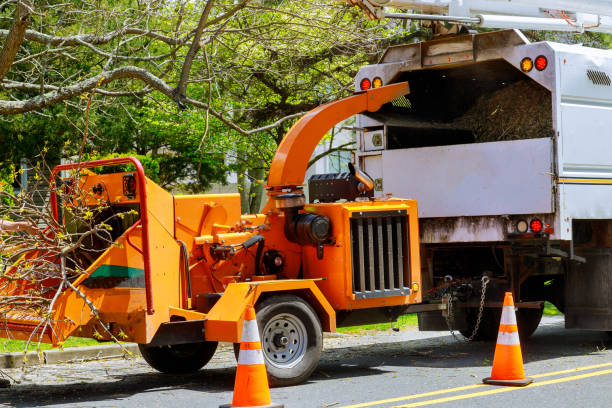 Best Tree Removal  in Cordova, NC